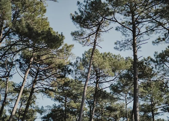 Douce Brise Proche Océan Seignosse